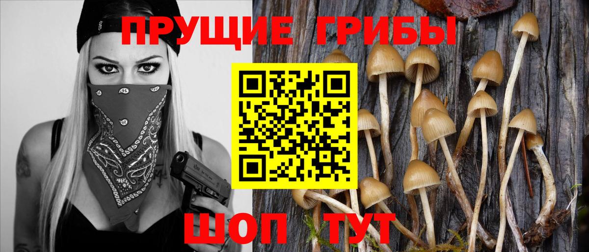 Псилоцибиновые грибы GOLDEN TEACHER Александров